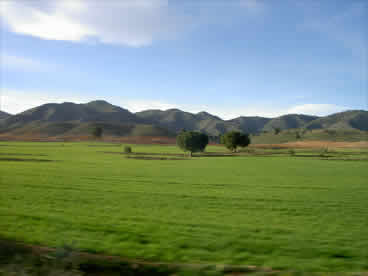 Campo frondoso desde el coche