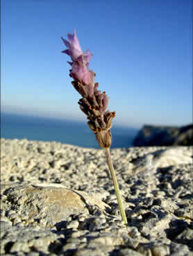 Espiga de lavanda